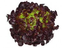 Lechuga Hoja de Roble